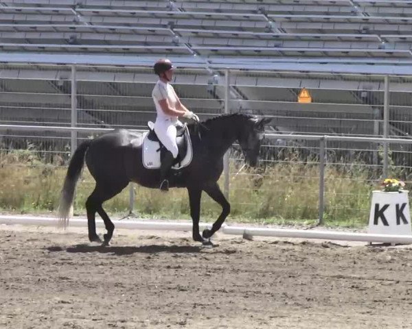 dressage horse Jimmy (Württemberger, 2008, from Birkhofs Denario)