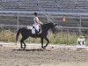 dressage horse Jimmy (Württemberger, 2008, from Birkhofs Denario)