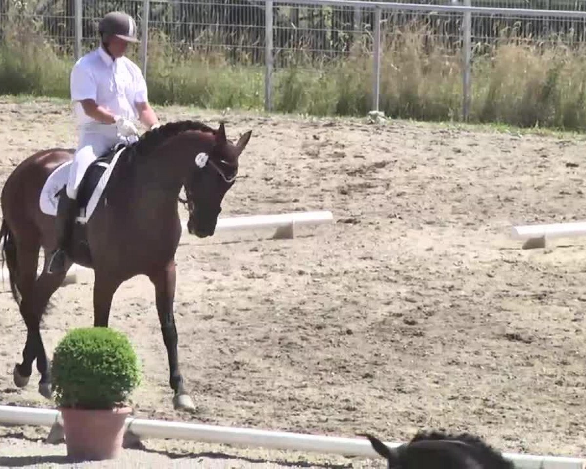 dressage horse Surprise 203 (Oldenburg, 2008, from Sandro Hit)