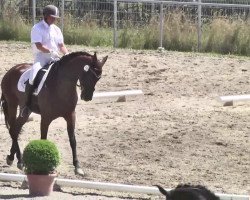 dressage horse Surprise 203 (Oldenburg, 2008, from Sandro Hit)