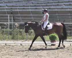 dressage horse Avec L'Amour 2 (Württemberger, 2008, from Alassio's Boy)