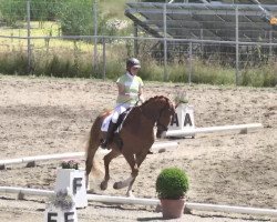 dressage horse Avantino 2 (Württemberger, 2008, from Alassio's Boy)