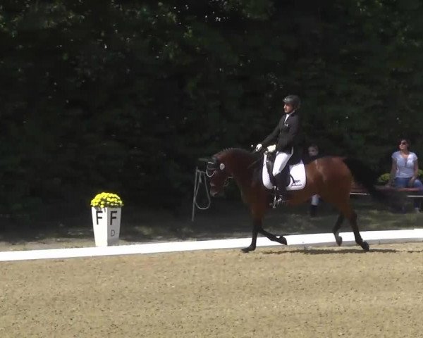 dressage horse Rising Sun 101 (Oldenburg, 2008, from Rotspon)