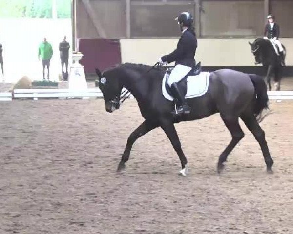 dressage horse Stilano (KWPN (Royal Dutch Sporthorse), 2008, from Sting)
