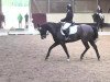 dressage horse Stilano (KWPN (Royal Dutch Sporthorse), 2008, from Sting)