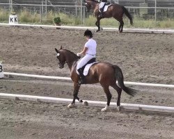 dressage horse Simpatico 9 (Oldenburg, 2007, from Sir Donnerhall I)