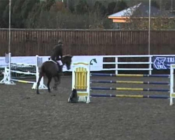 Pferd Killernan Romeo (Irish Sport Horse, 2003, von Tabasco van Erpekom)
