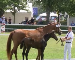 jumper Katina (German Sport Horse, 2019, from Kasanova de La Pomme)