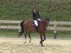 jumper Little Luna 10 (Hanoverian, 2008, from Linton)