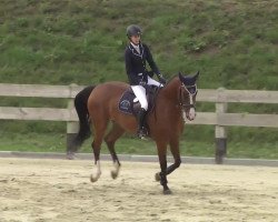 jumper Little Luna 10 (Hanoverian, 2008, from Hh Linton)