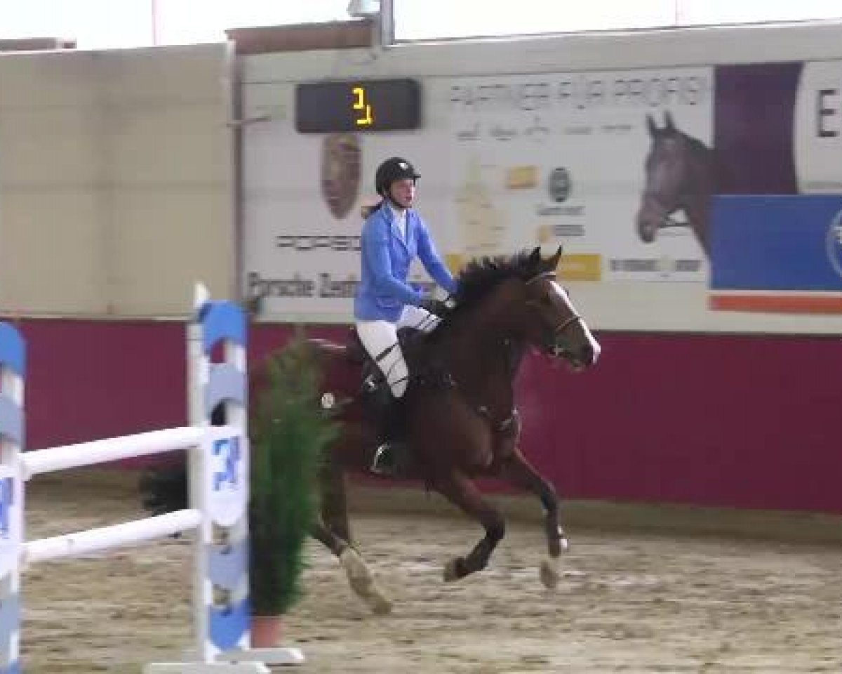 jumper Unicor Lutterbach (Selle Français, 2008, from Lupicor)