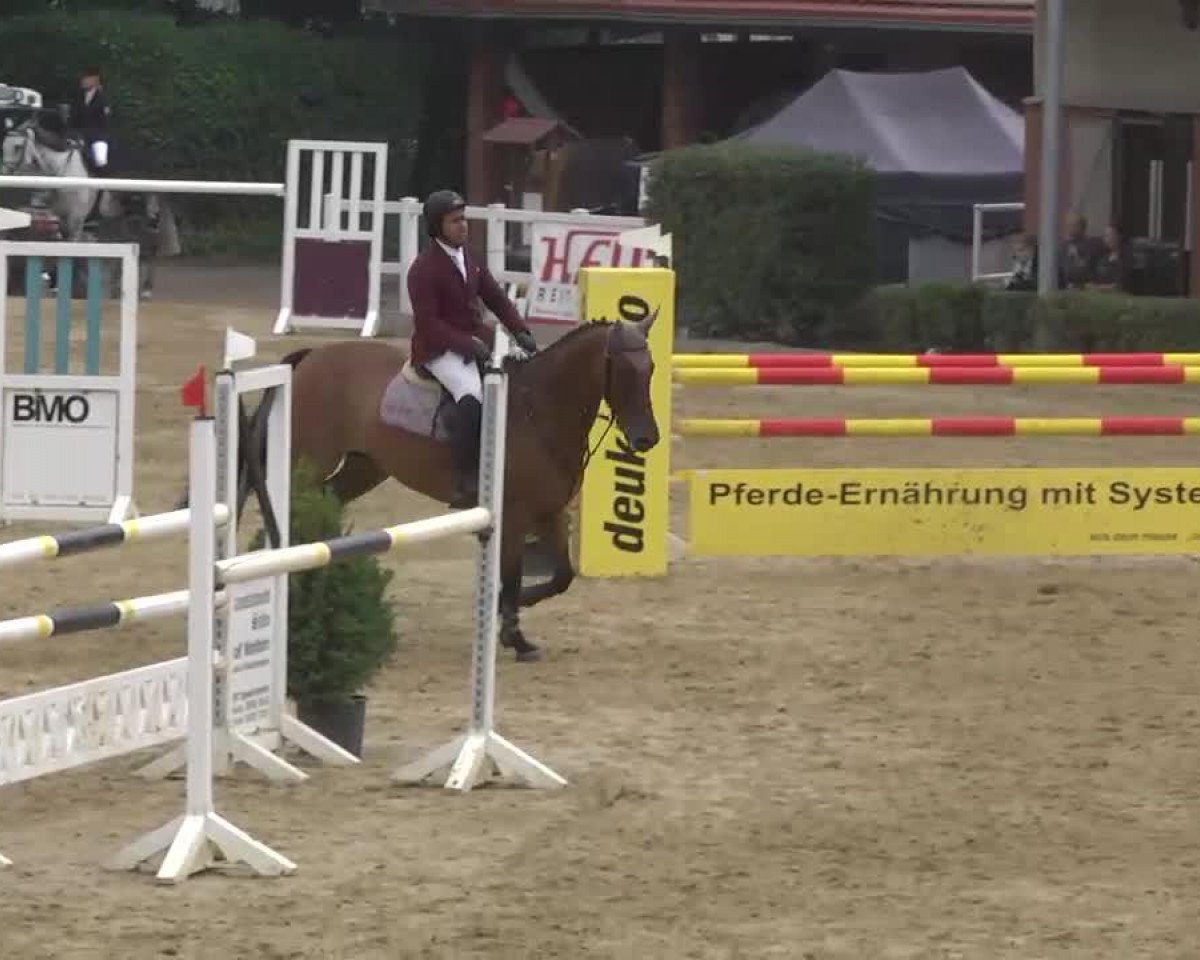 jumper Loughnatousa Rafa (Irish Sport Horse, 2000)