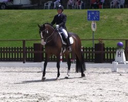 dressage horse Saskia Hit (Oldenburg, 2005, from Sandro Hit)