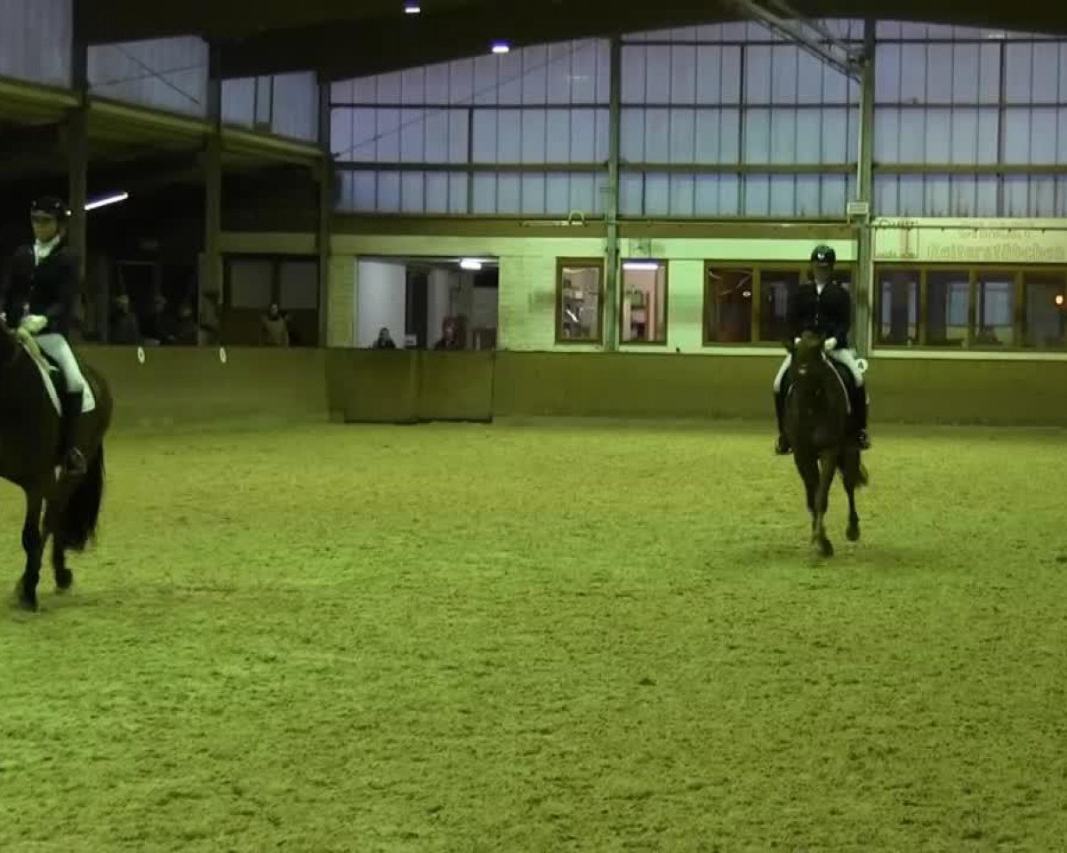 broodmare Fine vom Brock (Westphalian, 2009, from Fürst Piccolo)