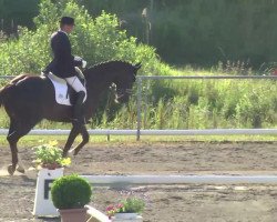 dressage horse Da Vinci 206 (Hanoverian, 2005)