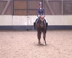 dressage horse Rodinjo (Hanoverian, 2003, from Rotspon)