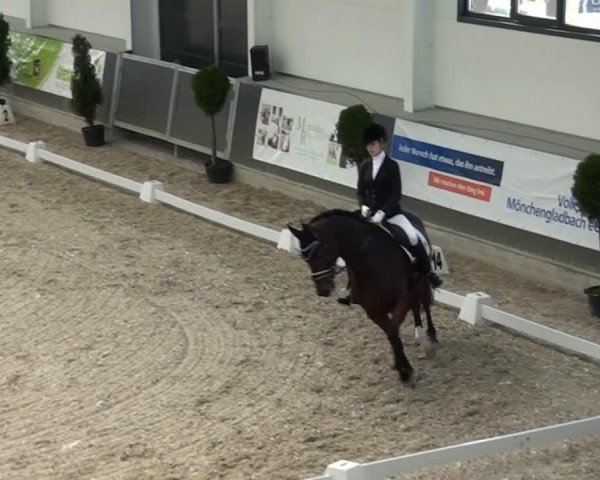 dressage horse Lesley 68 (Rhinelander, 2008, from Lord Loxley I)