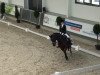 dressage horse Lesley 68 (Rhinelander, 2008, from Lord Loxley I)