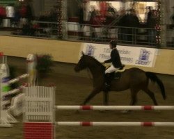 Springpferd Dolf van de Withoeve (Belgisches Warmblut, 2003, von Stakkato)