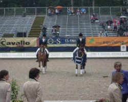 dressage horse Dawson 6 (German Riding Pony, 2008, from FS Don't Worry)