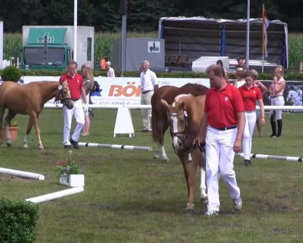 broodmare Chici Dira RB (German Riding Pony, 2010, from Fs Coco Jambo)