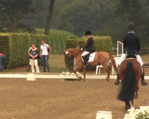 dressage horse Directors Cut (German Riding Pony, 2010, from Dance Star AT)