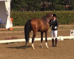 dressage horse Campino T 2 (Westphalian, 2009, from Christ)