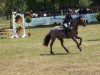 dressage horse Jago 88 (German Riding Pony, 2006, from Joker)