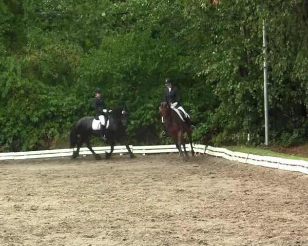 dressage horse Hendrika 3 (Friese, 2002, from Krist 358)