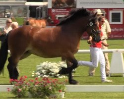 broodmare Elfriede (Rhenish-German Cold-Blood, 2010, from Ed Oskar)