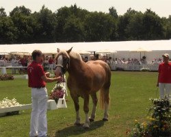 Zuchtstute Elfriede (Rheinisch-Deutsches Kaltblut, 2010, von Elton von Söhre)