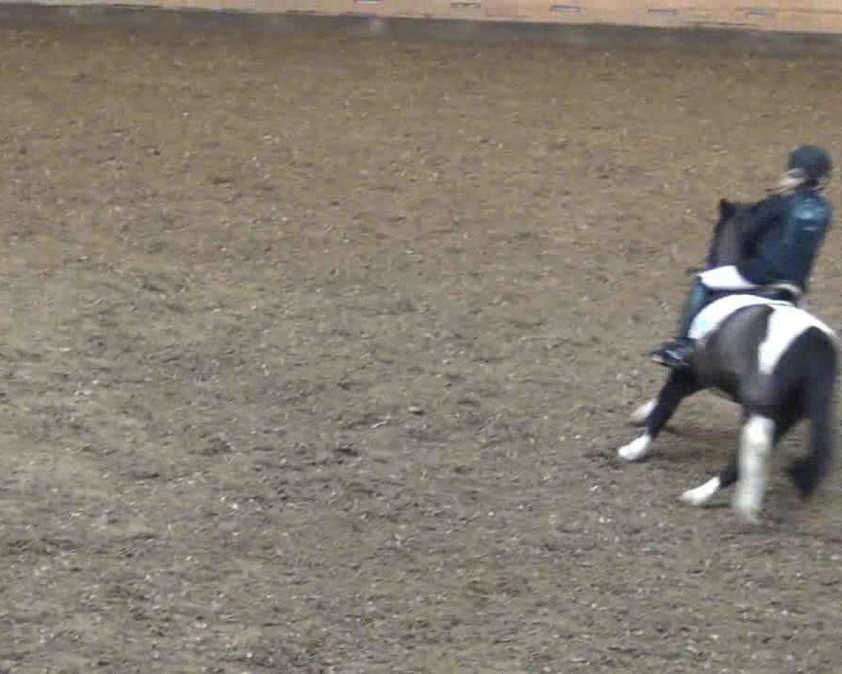 dressage horse Dancer 259 (German Riding Pony, 2005)