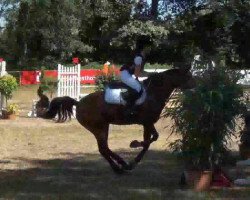 jumper King Coda (New Forest Pony, 2007, from Kantje's Ronaldo)