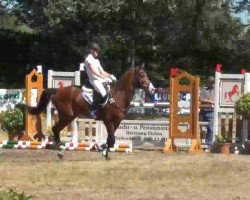 dressage horse Steendieks Pokerface (German Riding Pony, 2007, from Prince Perfect)