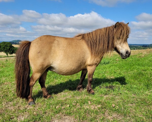 broodmare Bijou vom Försterberg (Shetland pony (under 87 cm), 2014, from Paradox a.d.Westerwald)