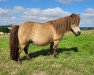 Zuchtstute Bijou vom Försterberg (Shetland Pony (unter 87 cm), 2014, von Paradox a.d.Westerwald)