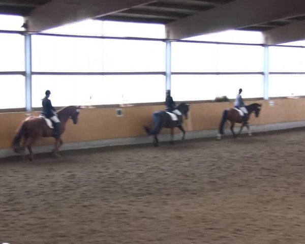 dressage horse Wordly Wisdom (Hanoverian, 2007, from Worldly I)