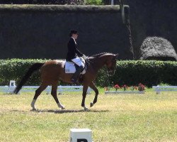 dressage horse Georgius 3 (Hanoverian, 2001, from Gilgamesch M)