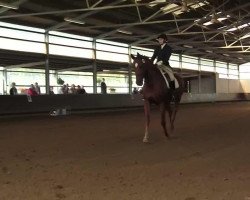 dressage horse Champus S (Rhinelander, 2000, from Champus)