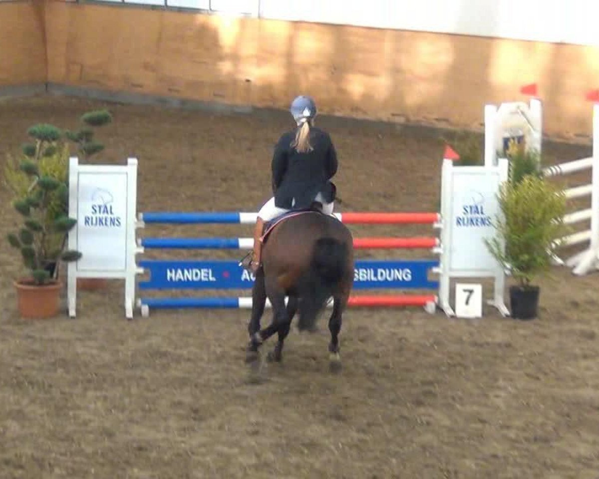 jumper Abanatschi (Holsteiner, 2008, from Carlos DZ)