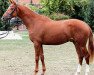 dressage horse Allemagne (Hanoverian, 2010, from Albaran xx)