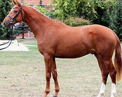 dressage horse Allemagne (Hannoveraner, 2010, from Albaran xx)