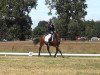 dressage horse Lancelot (Oldenburg show jumper, 2005, from Lauterbach)