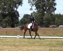 dressage horse Lancelot (Oldenburg show jumper, 2005, from Lauterbach)