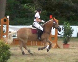 jumper Leonardo 877 (Haflinger, 2003, from Stoanmandl-C)