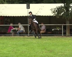 horse Lucie v. Birkenhof (Connemara Pony, 1996, from Lincoln)