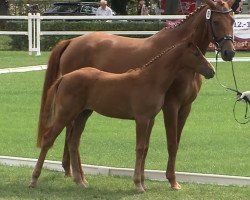 broodmare Aniko (German Sport Horse, 2015, from Askari)