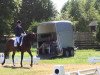 dressage horse Sandoval (Oldenburg, 2004, from Sunny-Boy)