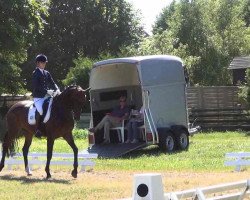 dressage horse Sandoval (Oldenburg, 2004, from Sunny-Boy)