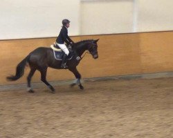 dressage horse Media's Cristy (Oldenburg show jumper, 2007, from Cristo)